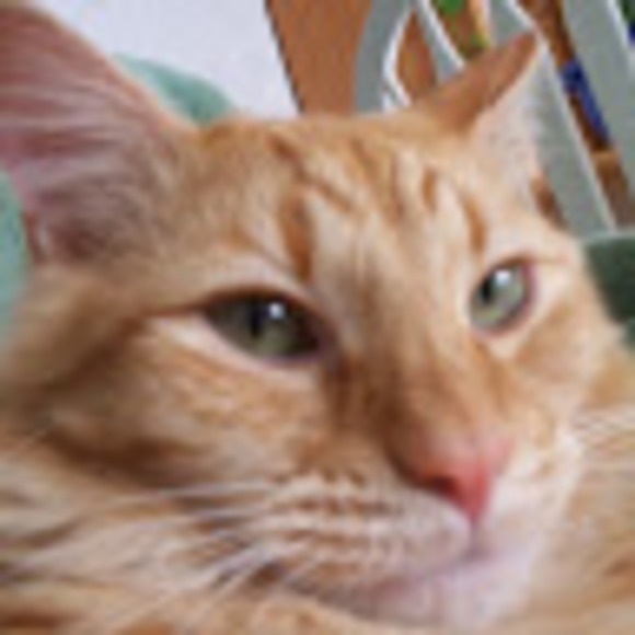 Meet your Posher, Kitty - Picture 1 of 1